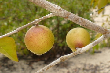 Ripe and semi-ripe Camu Camu fruits on branches of the shrub, also called Cacari (Myrciaria dubia). The plants are rare and the fruits are full of vitamin C, Amazon river near Manaus, Brazil