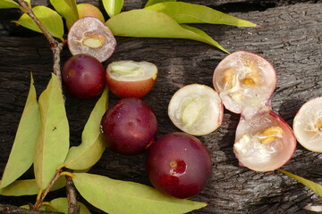 Ripe Camu Camu fruits on branches, also called CamoCamo or Cacari (Myrciaria dubia). The fruits are...