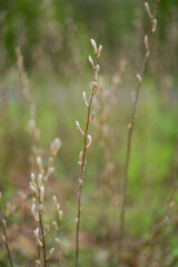 green background with close up of a plant