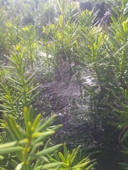 green grass in the forest