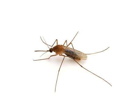 Common house mosquito, Culex pipiens isolated on white background