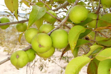 Fruit of CamuCamu, Cacari, lat.: myrciaria dubia, very rare fruit full of vitamin C, which grows bushy riverside in the Amazon region - here still immature and green fruits near Manaus, Brazil