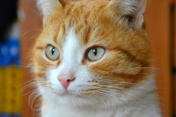 Red cat close-up, beautiful cat eyes.