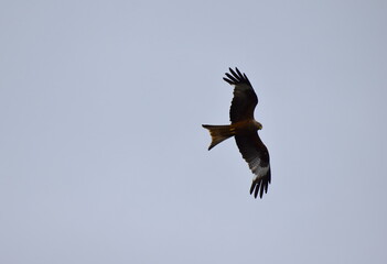 Red kite is medium-large bird of prey in family Accipitridae which also includes other diurnal raptors like eagles buzzards harriers The species currently breeds in Western Europe and northwest Africa