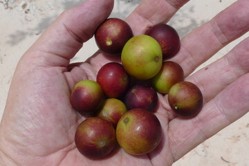 Ripe Camu Camu fruit in the hand, also called CamoCamo or Cacari (Myrciaria dubia). The very rare...