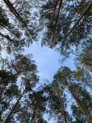 Fototapeta premium trees and sky