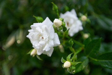 white blooming roses with leaves in drops of water after the rain