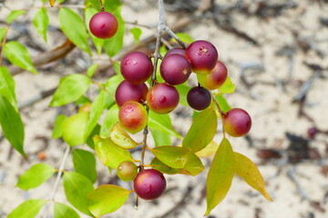 Ripe and semi-ripe Camu Camu fruits on branches of the shrub, also called Cacari (Myrciaria dubia)....