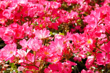 many small rosebuds grow in the Park on a summer day . pink flower background