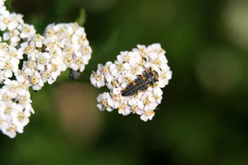 Larve vom Marienkäfer auf weißer Blüte - Stockfoto