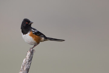 A spotted towhee perches on a stump in Wyoming