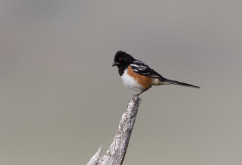 A spotted towhee perches on a stump in Wyoming