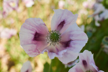 pink and white flower of opium