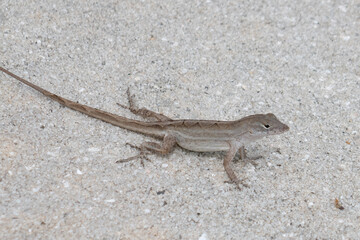 small lizard on the ground