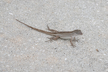 small lizard on the ground