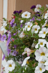 Stiefm&uuml;tterchen