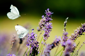 White butterflies flying in the lavender and pollinating