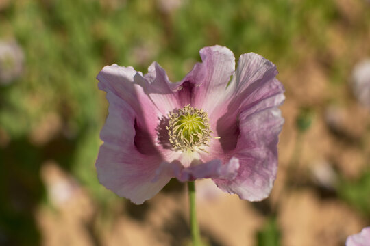 White And Pink Flower Of Opium