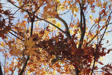 maple tree in autumn against cold blue sky
