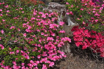 flower bed of flowers