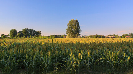 Sorghum field in the Po Valley - Bologna countryside © fedsax