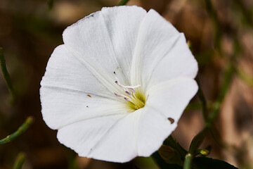 Parts of a white flower