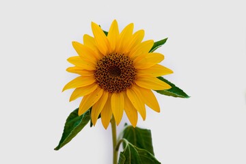 Naklejka premium Tournesol sur fond blanc