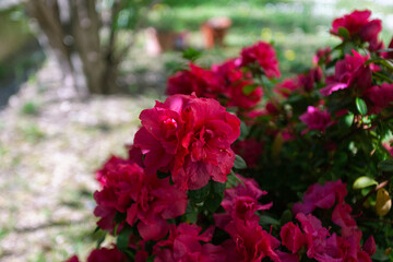 Close up of beautiful red azalea flowers. Image dedicated to floriculture and gardening
