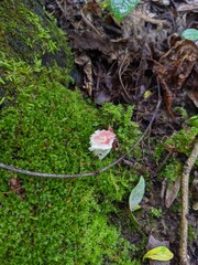 Mushroom in the forest