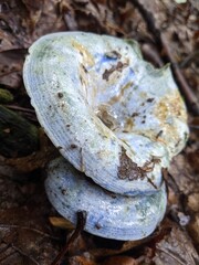 mushroom on the rocks