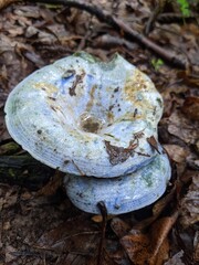 mushrooms on the tree