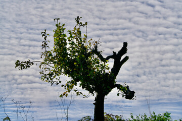 Morbit but green tree under fleecy clouds