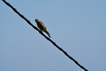 Falcon on a twirled wire
