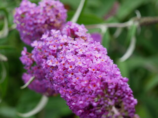 purple butterfly bush - Buddleja davidii