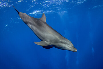 Naklejka premium dolphins underwater