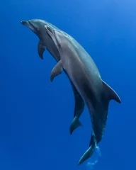 Rolgordijnen dolphins underwater © Tropicalens