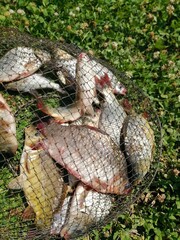 Fishing pond with fish carp on the grass