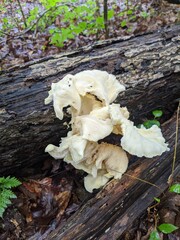 mushrooms in the forest