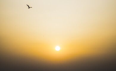 alone bird at sunset