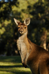 Cute grey kangaroo in the late afternoon sun in Australia