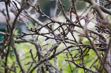 old dry branches close view