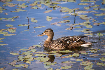 young duck swimming in pond