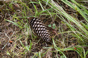 fir cone in old grass
