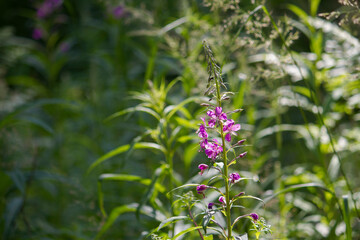 willow herb blossom in a forest at sunny day