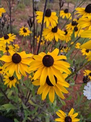sunflowers in the garden