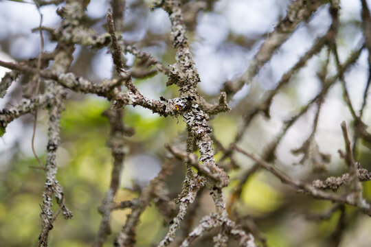 Apple Scab On Old Apple Branches Close Up View