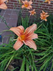 orange tiger lily