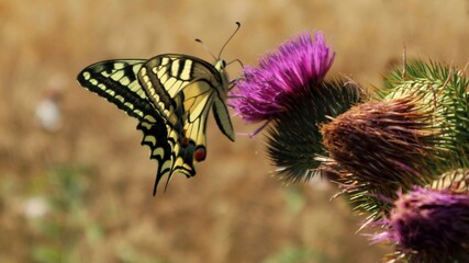 A butterfly sitting on a thistle flower