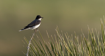 An eastern kingbird perches on a branch in Wyoming