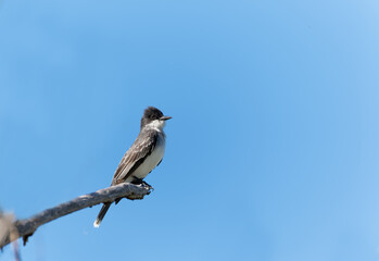 An eastern kingbird perches on a branch in Wyoming